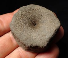 Load image into Gallery viewer, Large Jurassic ichthyosaur bone (vertebra) from Lyme Regis (44mm)
