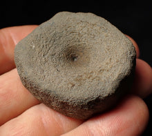 Load image into Gallery viewer, Large Jurassic ichthyosaur bone (vertebra) from Lyme Regis (44mm)
