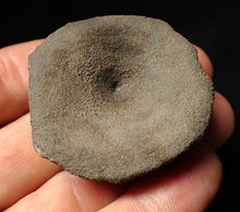 Load image into Gallery viewer, Large Jurassic ichthyosaur bone (vertebra) from Lyme Regis (44mm)
