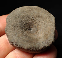 Load image into Gallery viewer, Large Jurassic ichthyosaur bone (vertebra) from Lyme Regis (44mm)
