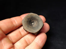 Load image into Gallery viewer, Large high-quality Jurassic ichthyosaur bone (vertebra) from Lyme Regis (32mm)
