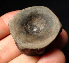 Load image into Gallery viewer, Large high-quality Jurassic ichthyosaur bone (vertebra) from Lyme Regis (32mm)
