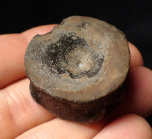 Load image into Gallery viewer, Large high-quality Jurassic ichthyosaur bone (vertebra) from Lyme Regis (32mm)
