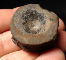 Load image into Gallery viewer, Large high-quality Jurassic ichthyosaur bone (vertebra) from Lyme Regis (32mm)
