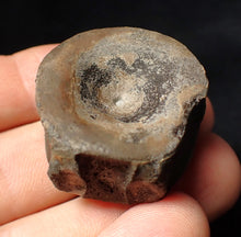 Load image into Gallery viewer, Large high-quality Jurassic ichthyosaur bone (vertebra) from Lyme Regis (32mm)
