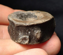 Load image into Gallery viewer, Large high-quality Jurassic ichthyosaur bone (vertebra) from Lyme Regis (32mm)
