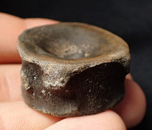 Load image into Gallery viewer, Large high-quality Jurassic ichthyosaur bone (vertebra) from Lyme Regis (32mm)
