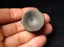 Load image into Gallery viewer, Large high-quality Jurassic ichthyosaur bone (vertebra) from Lyme Regis (32mm)
