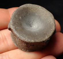 Load image into Gallery viewer, Large high-quality Jurassic ichthyosaur bone (vertebra) from Lyme Regis (32mm)
