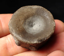 Load image into Gallery viewer, Large high-quality Jurassic ichthyosaur bone (vertebra) from Lyme Regis (32mm)
