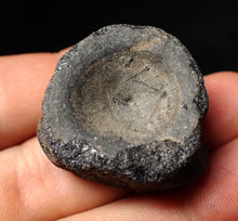 Load image into Gallery viewer, Large Jurassic ichthyosaur bone (vertebra) from Lyme Regis (31mm)
