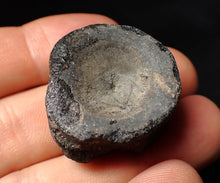 Load image into Gallery viewer, Large Jurassic ichthyosaur bone (vertebra) from Lyme Regis (31mm)

