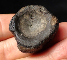 Load image into Gallery viewer, Large Jurassic ichthyosaur bone (vertebra) from Lyme Regis (31mm)
