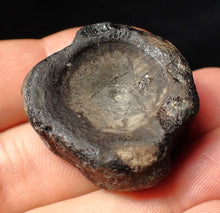 Load image into Gallery viewer, Large Jurassic ichthyosaur bone (vertebra) from Lyme Regis (31mm)
