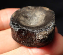 Load image into Gallery viewer, Large Jurassic ichthyosaur bone (vertebra) from Lyme Regis (31mm)
