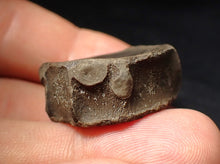 Load image into Gallery viewer, Jurassic ichthyosaur bone (vertebra) from Lyme Regis (28mm)
