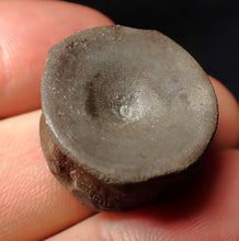 Load image into Gallery viewer, High quality Jurassic ichthyosaur bone (vertebra) from Lyme Regis (22mm)
