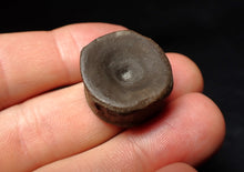 Load image into Gallery viewer, High quality Jurassic ichthyosaur bone (vertebra) from Lyme Regis (22mm)

