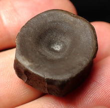 Load image into Gallery viewer, High quality Jurassic ichthyosaur bone (vertebra) from Lyme Regis (22mm)
