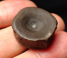 Load image into Gallery viewer, High quality Jurassic ichthyosaur bone (vertebra) from Lyme Regis (22mm)
