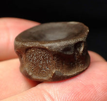 Load image into Gallery viewer, High quality Jurassic ichthyosaur bone (vertebra) from Lyme Regis (22mm)
