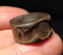 Load image into Gallery viewer, High quality Jurassic ichthyosaur bone (vertebra) from Lyme Regis (22mm)
