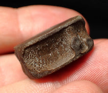 Load image into Gallery viewer, High quality Jurassic ichthyosaur bone (vertebra) from Lyme Regis (22mm)
