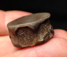 Load image into Gallery viewer, High quality Jurassic ichthyosaur bone (vertebra) from Lyme Regis (22mm)
