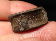 Load image into Gallery viewer, High quality Jurassic ichthyosaur bone (vertebra) from Lyme Regis (22mm)
