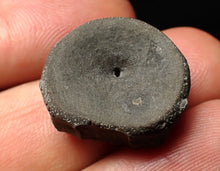 Load image into Gallery viewer, Jurassic ichthyosaur bone (vertebra) from Lyme Regis (21mm)
