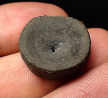 Load image into Gallery viewer, Jurassic ichthyosaur bone (vertebra) from Lyme Regis (21mm)
