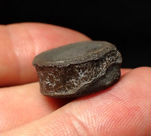 Load image into Gallery viewer, Jurassic ichthyosaur bone (vertebra) from Lyme Regis (21mm)
