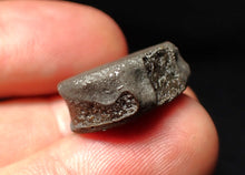 Load image into Gallery viewer, Jurassic ichthyosaur bone (vertebra) from Lyme Regis (21mm)
