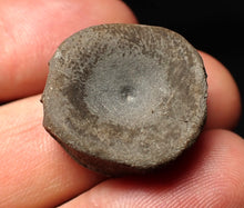Load image into Gallery viewer, Jurassic ichthyosaur bone (vertebra) from Lyme Regis (22mm)
