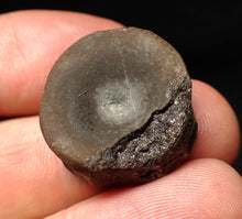 Load image into Gallery viewer, Jurassic ichthyosaur bone (vertebra) from Lyme Regis (22mm)

