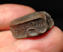 Load image into Gallery viewer, Jurassic ichthyosaur bone (vertebra) from Lyme Regis (22mm)
