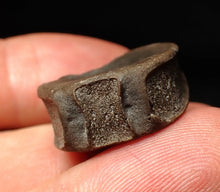 Load image into Gallery viewer, Jurassic ichthyosaur bone (vertebra) from Lyme Regis (22mm)
