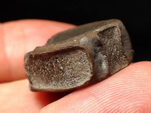 Load image into Gallery viewer, Jurassic ichthyosaur bone (vertebra) from Lyme Regis (22mm)
