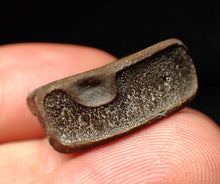 Load image into Gallery viewer, Jurassic ichthyosaur bone (vertebra) from Lyme Regis (22mm)
