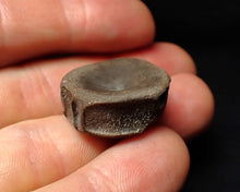 Load image into Gallery viewer, Jurassic ichthyosaur bone (vertebra) from Lyme Regis (22mm)
