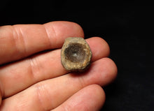 Load image into Gallery viewer, Jurassic ichthyosaur bone (vertebra) from Lyme Regis (22mm)
