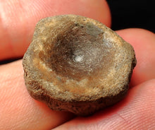 Load image into Gallery viewer, Jurassic ichthyosaur bone (vertebra) from Lyme Regis (22mm)
