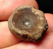 Load image into Gallery viewer, Jurassic ichthyosaur bone (vertebra) from Lyme Regis (22mm)
