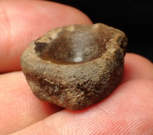 Load image into Gallery viewer, Jurassic ichthyosaur bone (vertebra) from Lyme Regis (22mm)
