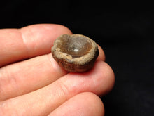 Load image into Gallery viewer, Jurassic ichthyosaur bone (vertebra) from Lyme Regis (22mm)
