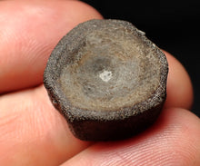 Load image into Gallery viewer, Jurassic ichthyosaur bone (vertebra) from Lyme Regis (20mm)
