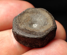 Load image into Gallery viewer, Jurassic ichthyosaur bone (vertebra) from Lyme Regis (20mm)

