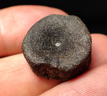 Load image into Gallery viewer, Jurassic ichthyosaur bone (vertebra) from Lyme Regis (20mm)
