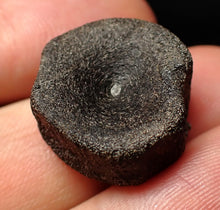 Load image into Gallery viewer, Jurassic ichthyosaur bone (vertebra) from Lyme Regis (20mm)
