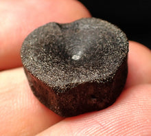 Load image into Gallery viewer, Jurassic ichthyosaur bone (vertebra) from Lyme Regis (20mm)
